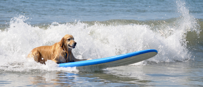 Cum petreci pe 26 august, de Ziua Internațională a Câinelui Dog surfboard