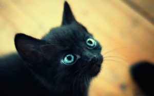 Pisica neagra Pisica neagra